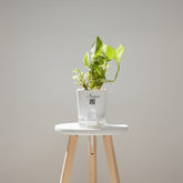 Money Plant Neon